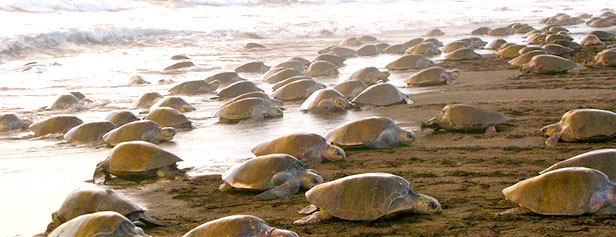 Volunteering at Ostional National Wildlife Refuge for Sea Turtles